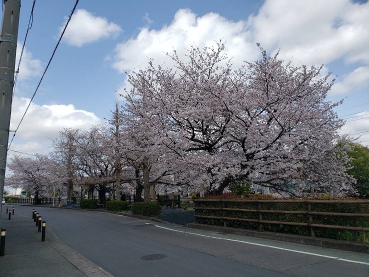 中野島の桜１