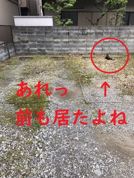 ねこねこ