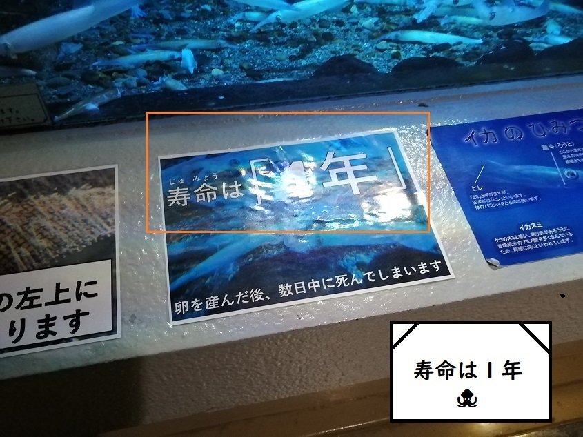 おたる水族館16