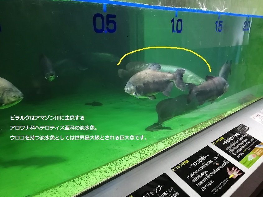 おたる水族館22